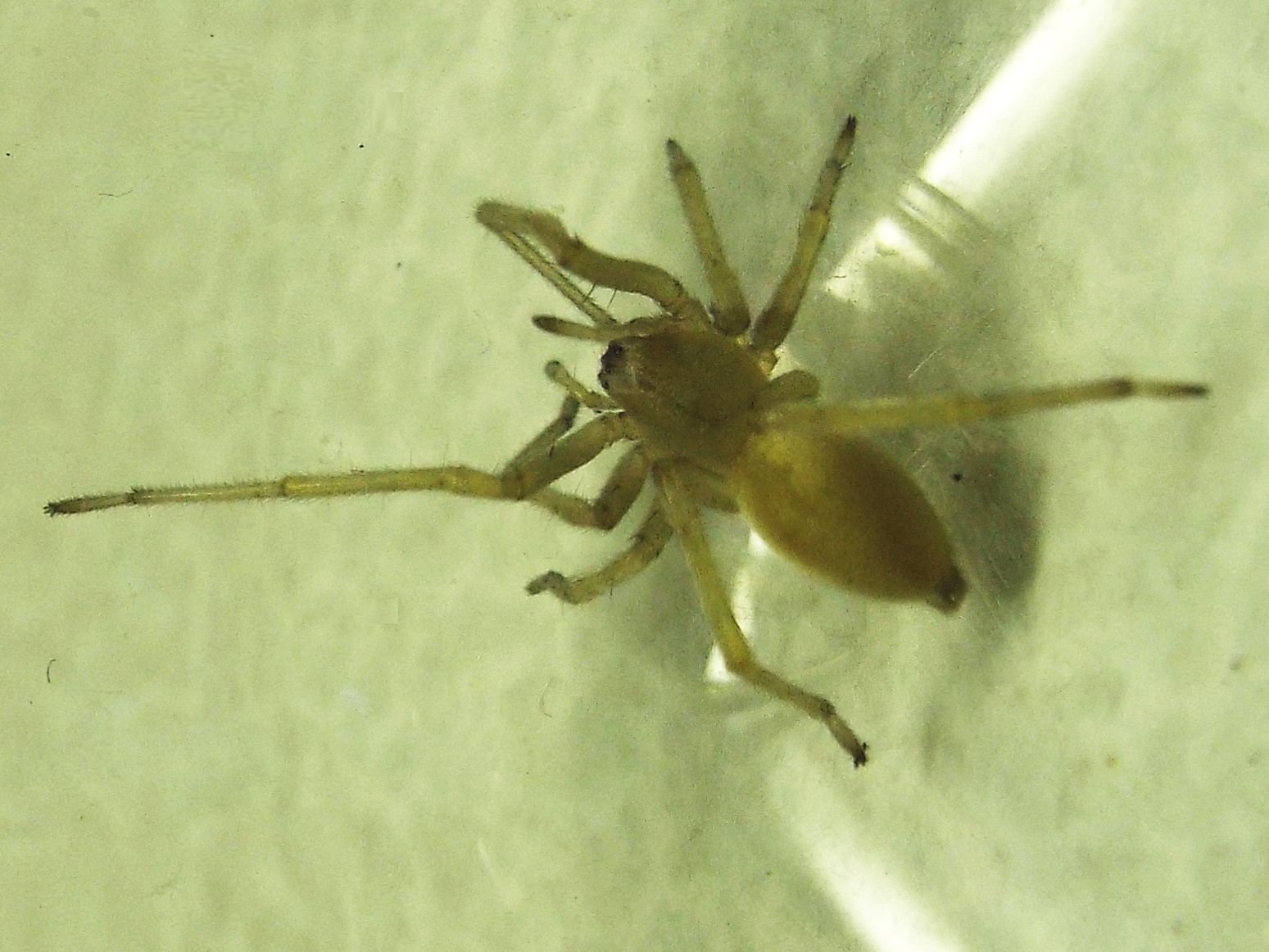 Cheiracanthium mildei